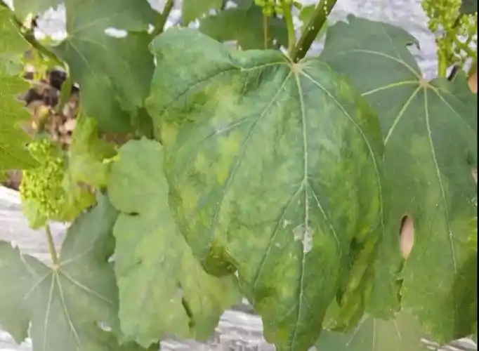 葡萄缺素时有哪些具体表现?