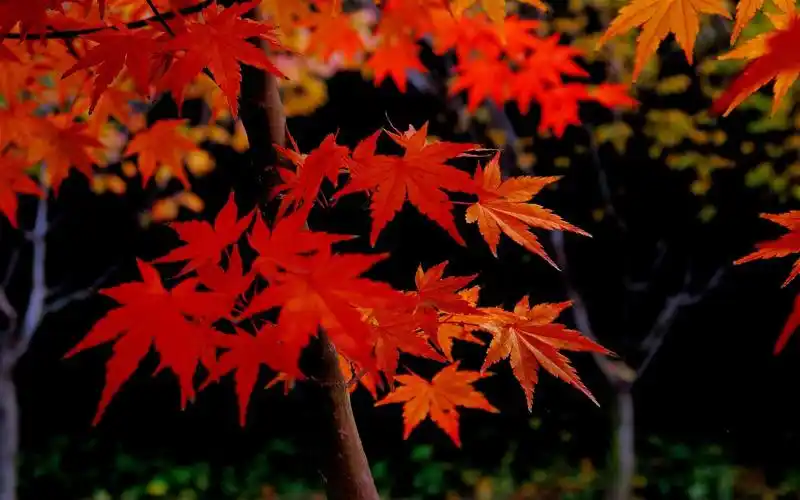 秋天,槭树,红色叶子 壁纸