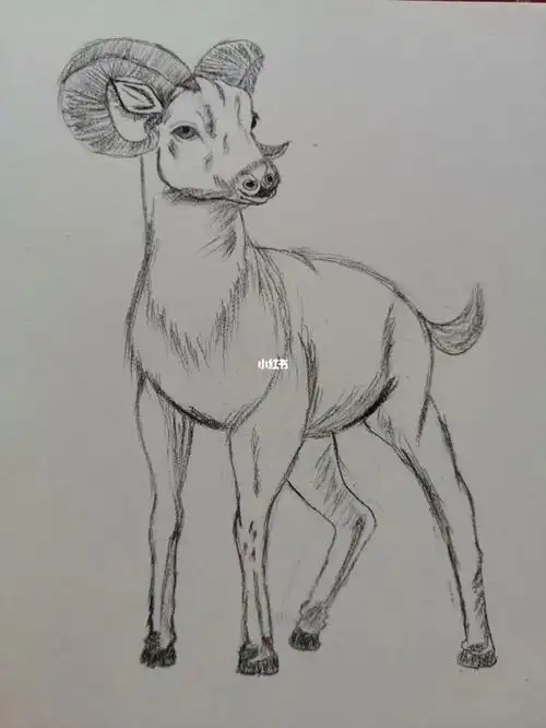 素描画  #动物  #山羊  #铅笔画 #素描静物  #零基础素描  #素描动物