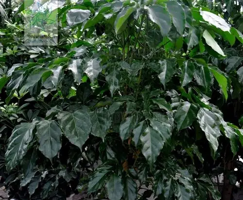 展开全部 菜豆树,一般俗称幸福树