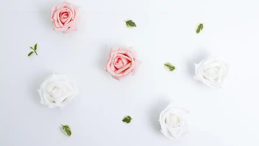 简约淡雅 白色背景下的花5k摄影图片壁纸