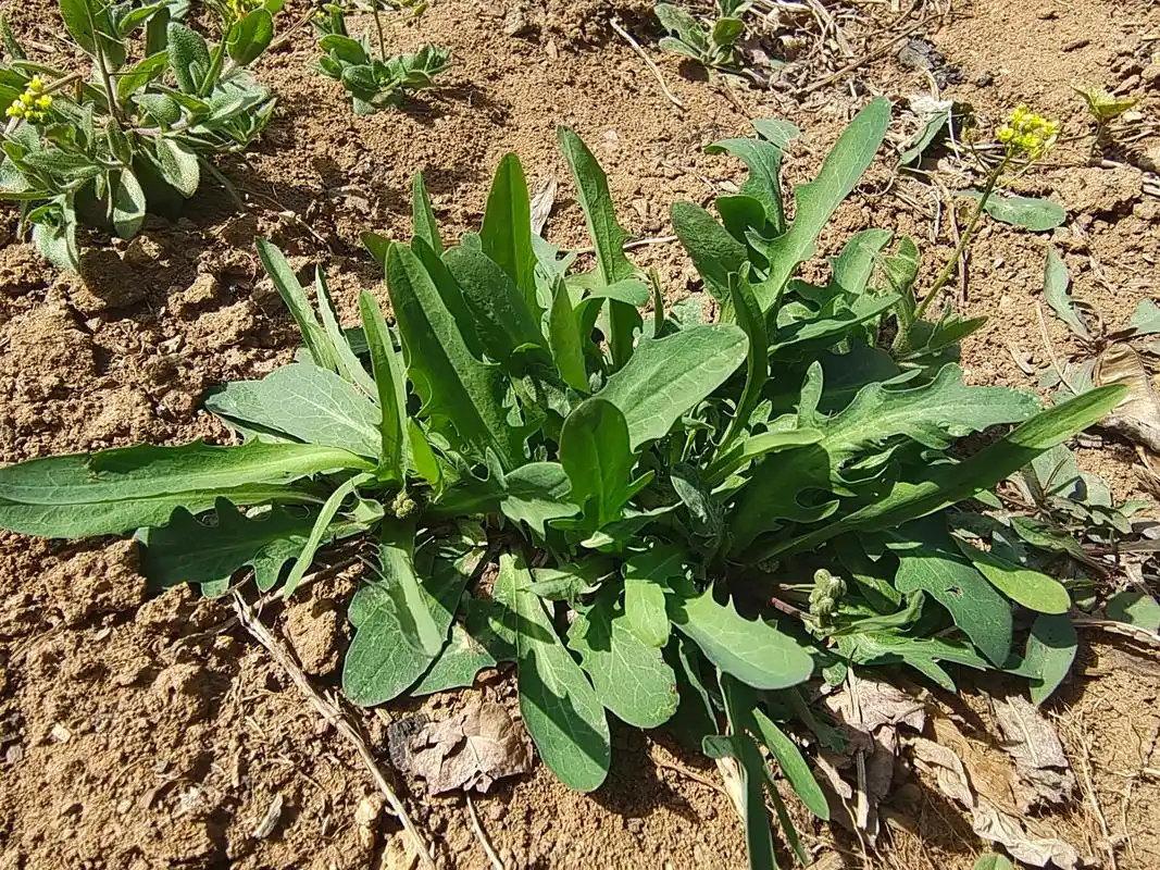 芹麻菜学名苣荬菜