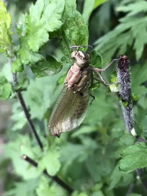 壁纸 花 昆虫 桌面 690_920 竖版 竖屏 手机
