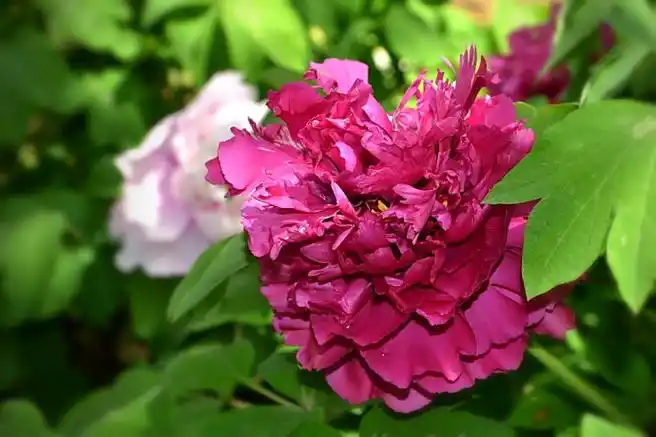 芝麻花治寻常疣简便有效