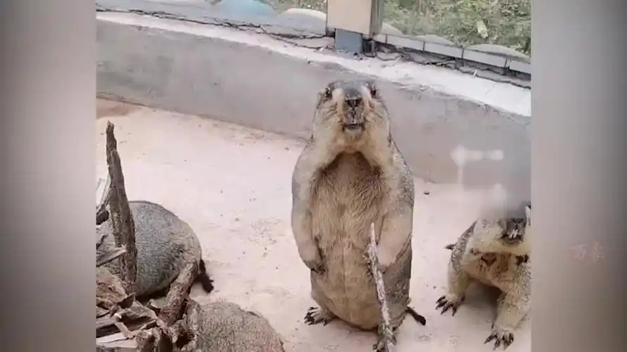 男子偶遇土拨鼠不停絮叨,土拨鼠当场崩溃丢掉食物,原地呆站懵圈