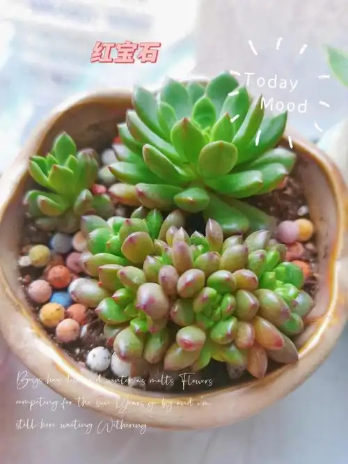 植物篇多肉宝宝