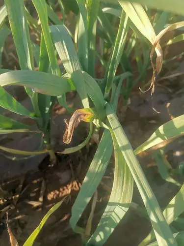 大蒜叶子老化枯黄什么原因?