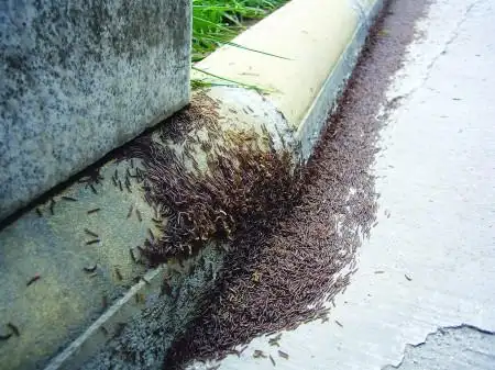 数不清的蚰蜒集体"逛街"