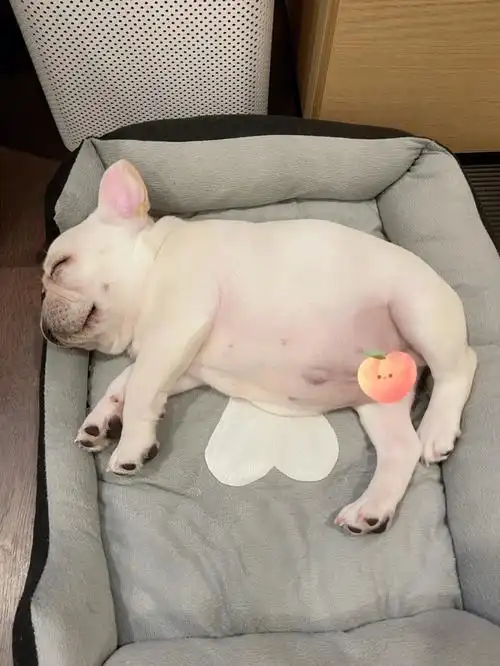 今天又是米其林宝宝的一天呢08