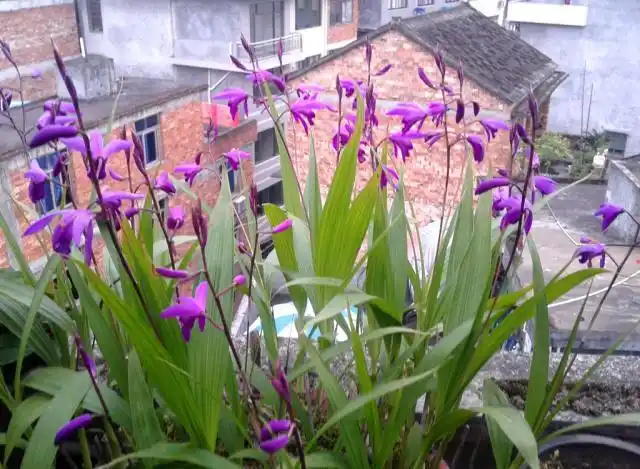 农村一种植物"三叉草",曾经180一斤"天价",如今当盆栽盆景