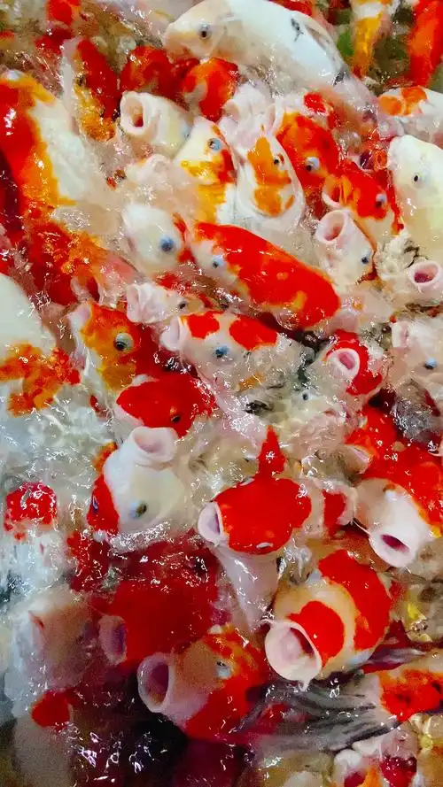 星期日去水族馆拍到了一群红锦鲤-度小视