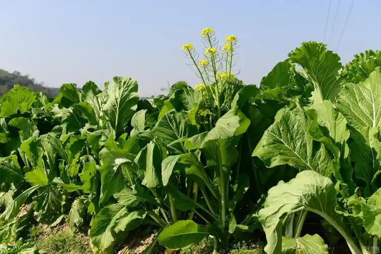 【图】元旦下乡记——到增城漫步迟菜心田,吃客家大盆菜,拜会何仙姑!