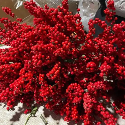 新春预定北美冬青