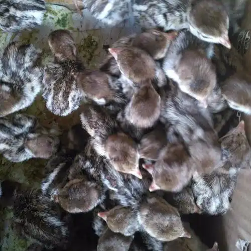 竹鸡苗竹鸡养殖活体竹鸡种蛋宠物鸟鸡媒鸟养殖竹鸡包活