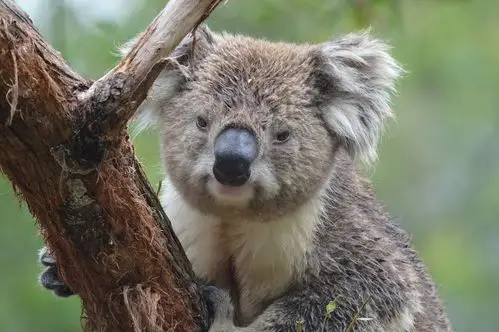 koala-2