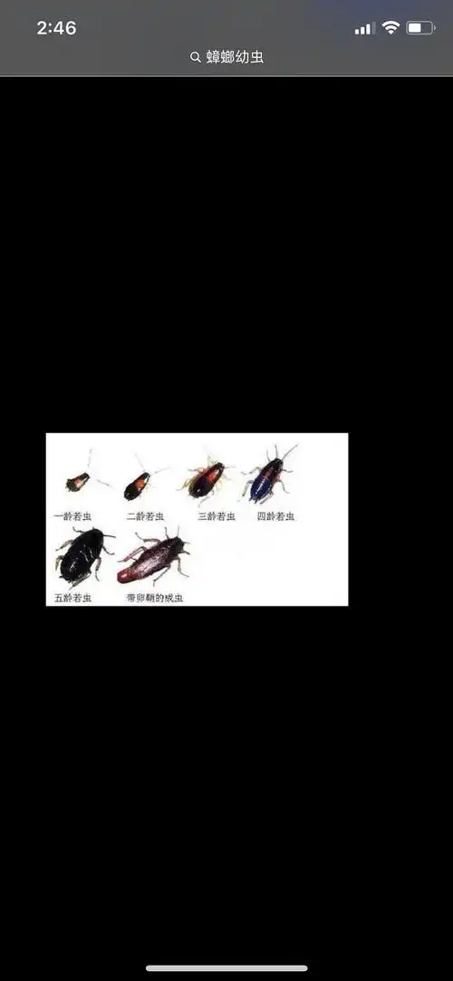 讨论救命麻烦大家看看这是什么虫啊08