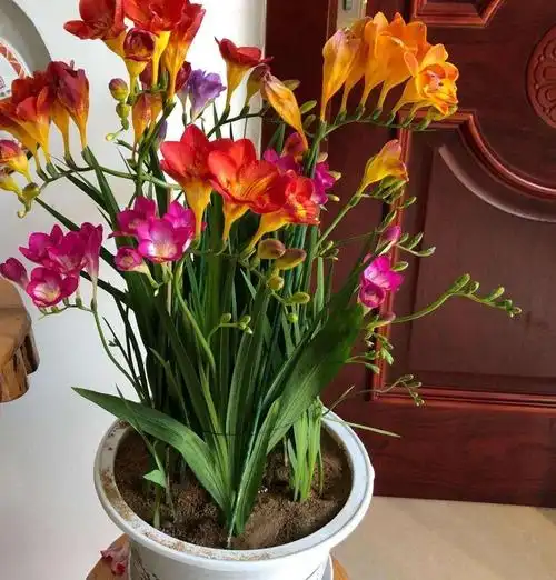 香雪兰种球怎么种注意2点顺利出芽长叶开花满盆