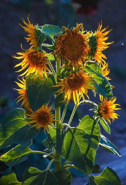 作品_向日葵_专家评审组