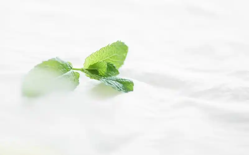 白色小清新静物唯美高清桌面壁纸