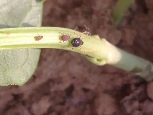 我家豆角生的虫子,帮忙看看是什么病,谢谢了