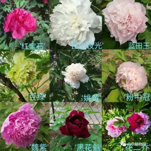 部分牡丹品种展示