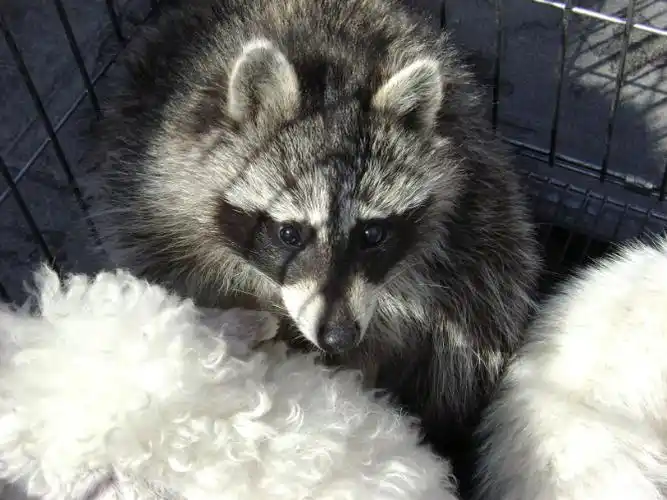 供应宠物狐狸-赤狐-熊猫狐