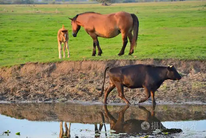 马牛和公牛领域