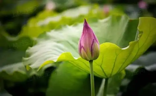 惊艳上林这个地方大片荷花开空中看更美你去看了吗