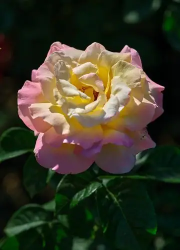 夏日里娇艳的月季花