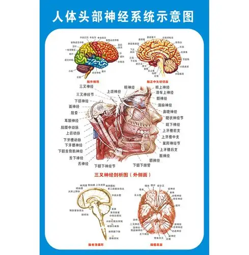 头部神经系统解剖示意图宣传画教学医院科室人体医学写真