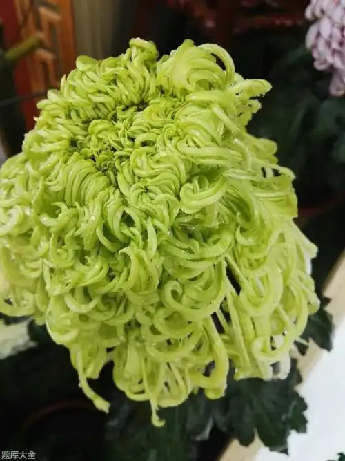 绿菊花的花语和寓意「科普」