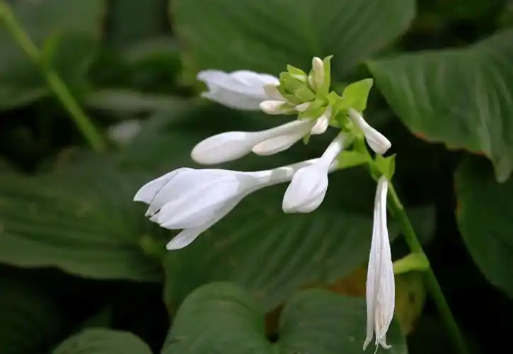 【套图】漂亮的碧玉簪儿-蜂鸟网
