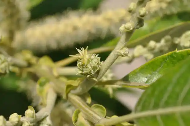 植物科普|浪漫七夕,"单身"植物也能"秀恩爱"