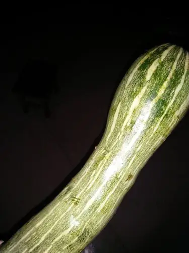 这种瓜叫什么名字?