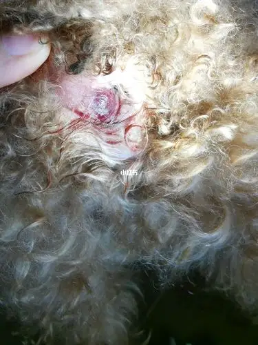 泰迪肛门长了一个大脓包