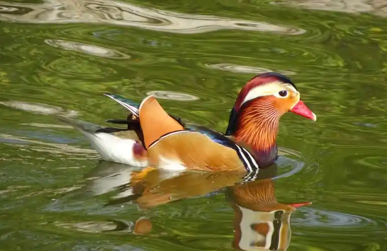 莲花公园荷塘鸳鸯与鹅戏水