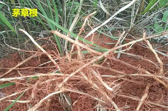 周易第十一卦地天泰