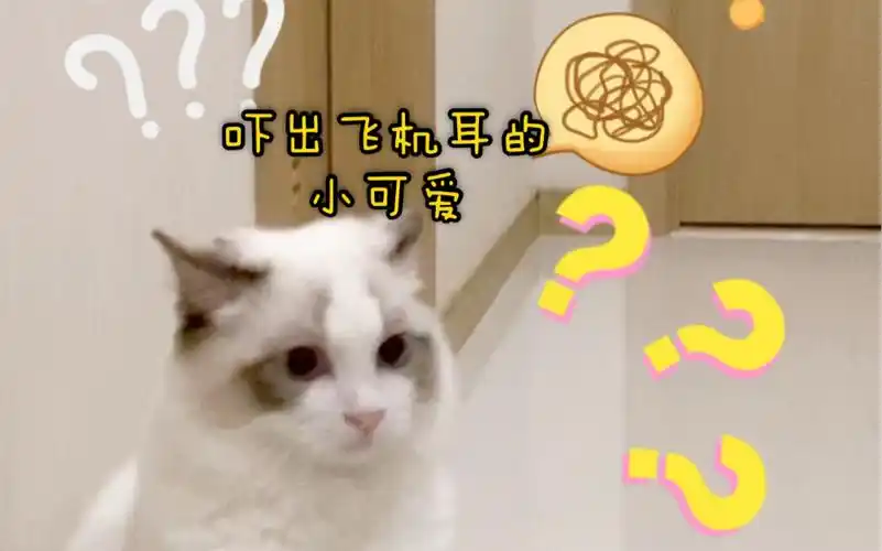 【布偶猫】吓出飞机耳的小可爱～太萌啦～家里墙壁打孔原音,可能会有