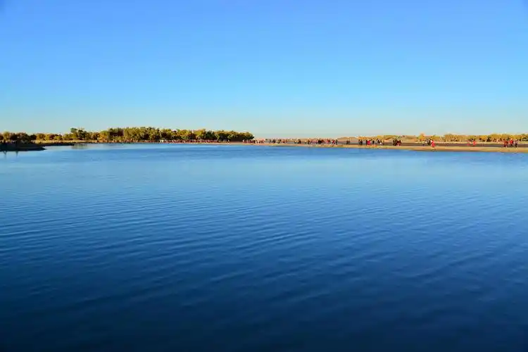 远望湖对岸的胡杨,在蔚蓝色的天空映衬下,秋风吹来,湖面荡漾着一层