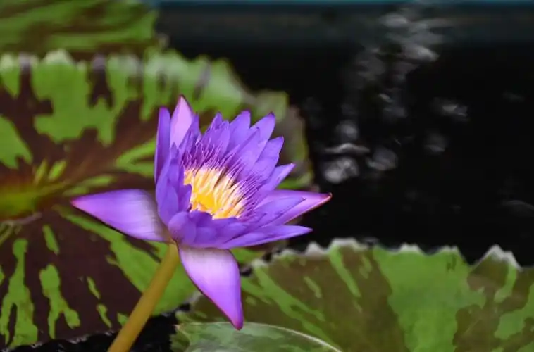 静谧的睡莲世界