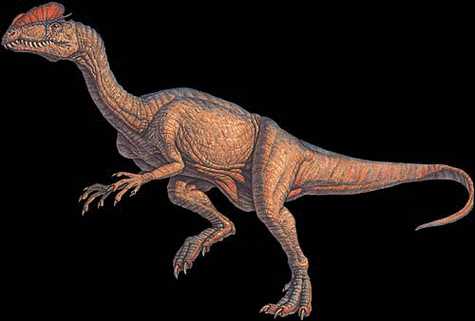 中国双脊龙(d.sinensis)