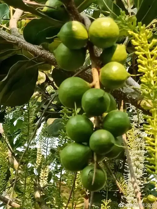 绿盛庄园的夏威夷果花开了