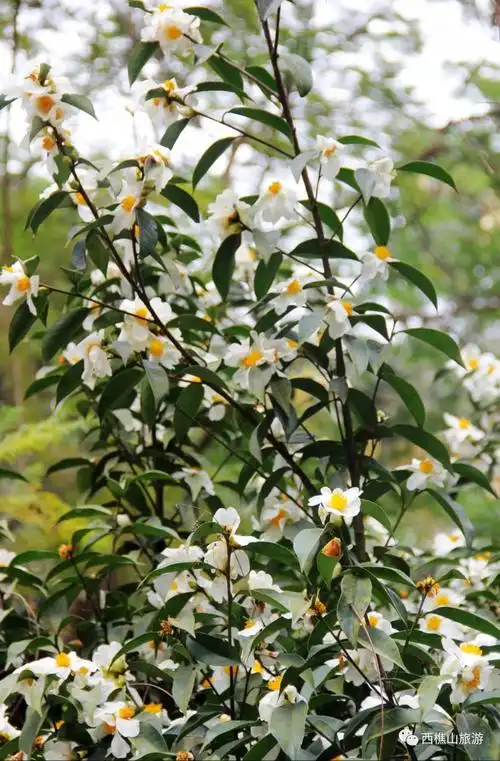 又到赏花好时节西樵山上百亩茶花绽放更有飘雪般的白花油茶