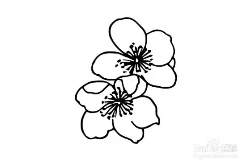 杏花的样子怎么画