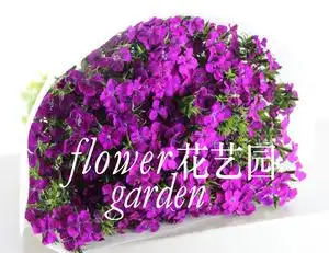 tb376105956淘宝新鲜相思梅直批鲜切花相思梅石竹梅紫色白色青梅百