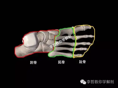 行走即是自由---足的功能解剖学基础篇