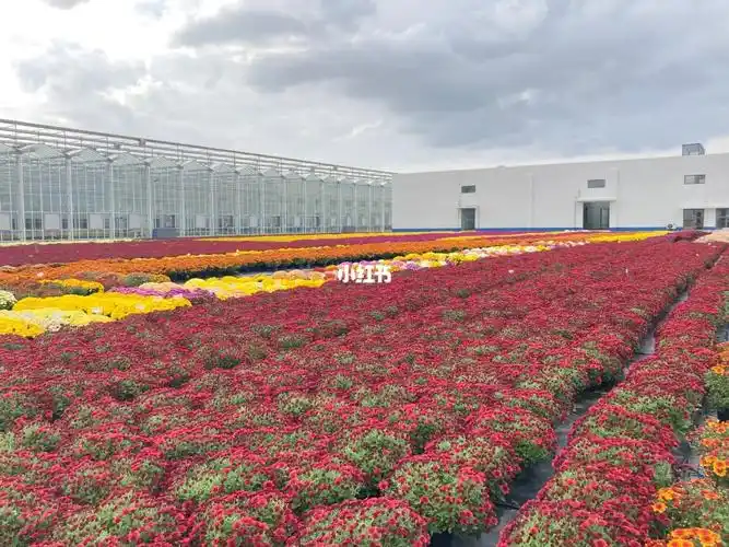 球菊花海-上海崇明花卉基地