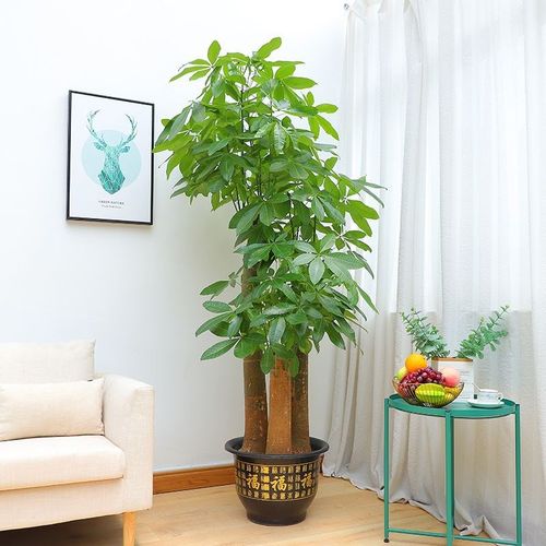 发财树大棵大叶叶子绿植树木盆栽客厅旺宅甲醛大型绿植