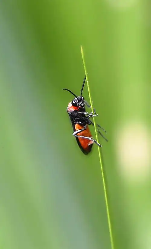 昆虫视角:小小虫