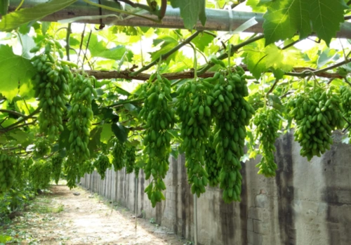 温室大棚下葡萄棚架设计方案及配套栽培技术